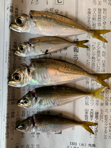 マアジの釣果