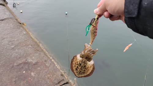 コウイカの釣果