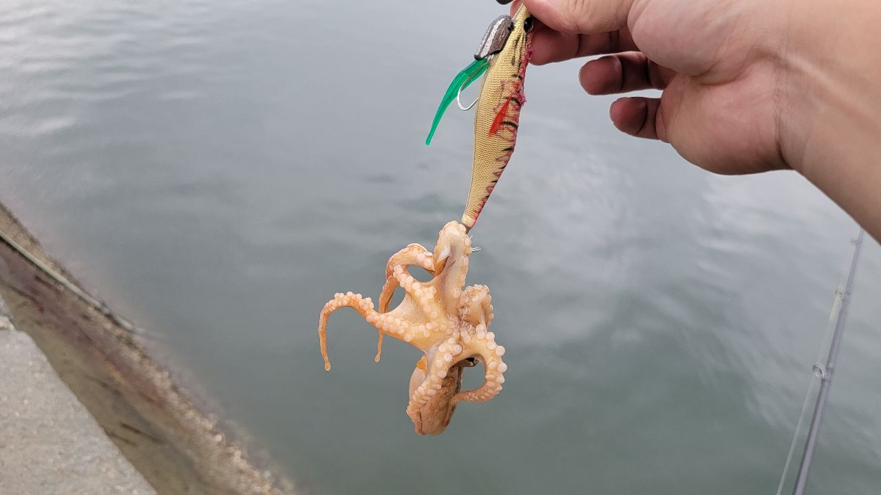 タコ