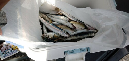 イワシの釣果