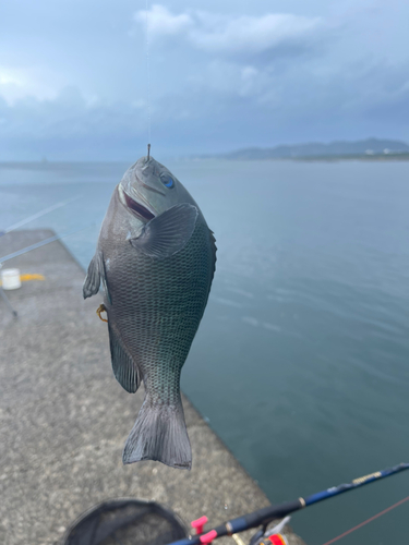 メジナの釣果