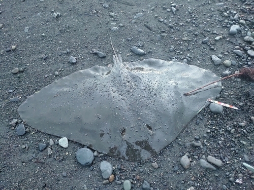 ツバクロエイの釣果