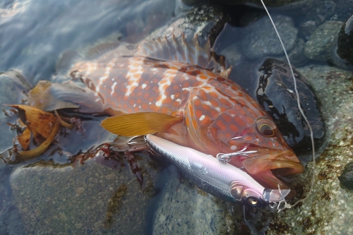 アコウの釣果