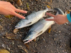 カラフトマスの釣果