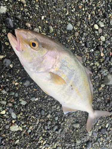 ショゴの釣果