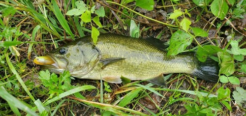 ブラックバスの釣果