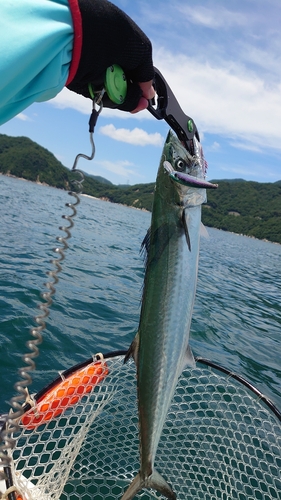 サワラの釣果