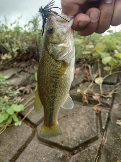 ラージマウスバスの釣果