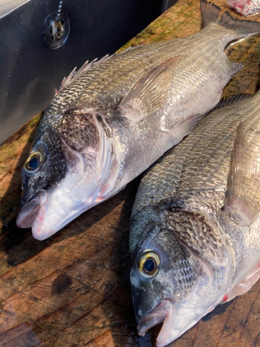 クロダイの釣果