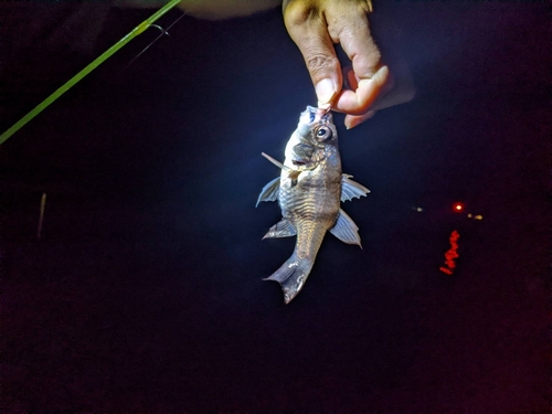 ヨコスジイシモチの釣果