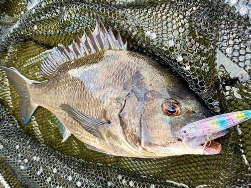 チヌの釣果