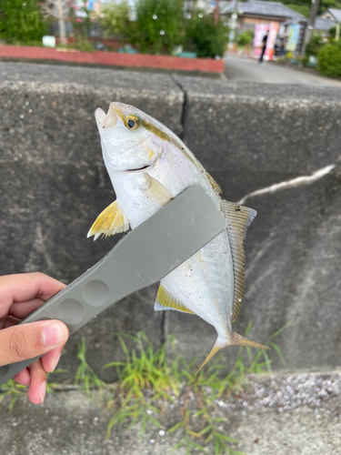 ショゴの釣果