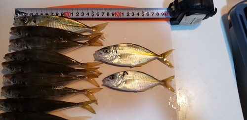 シマアジの釣果