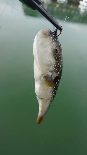 クサフグの釣果