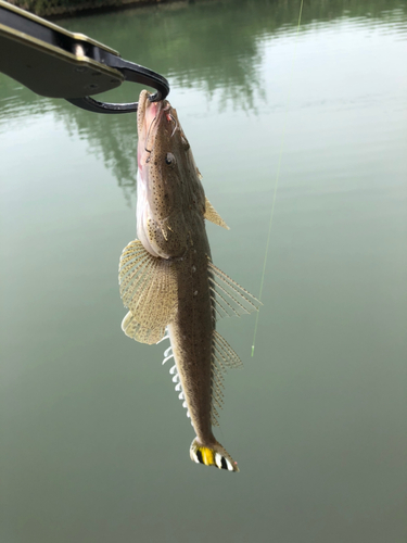 ミナミマゴチの釣果