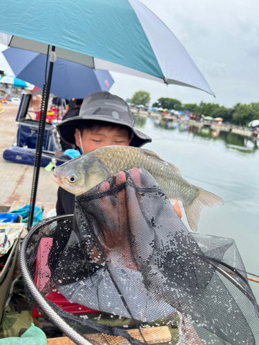 ヘラブナの釣果