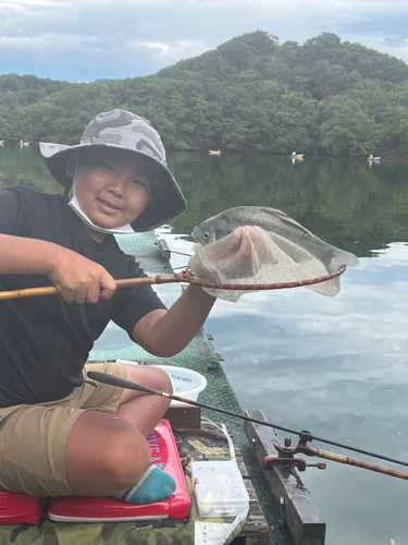 ヘラブナの釣果