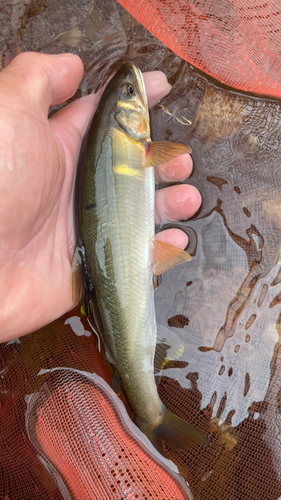 アユの釣果