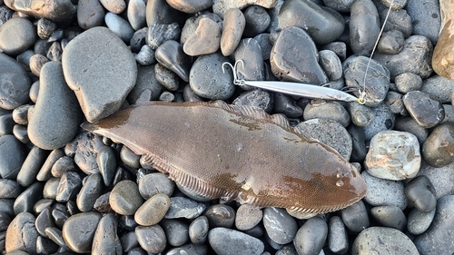 シタビラメの釣果