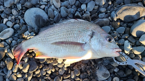 キビレの釣果