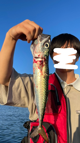 サバの釣果