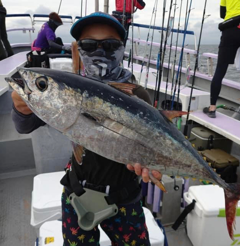 キハダマグロの釣果