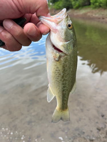 ラージマウスバスの釣果