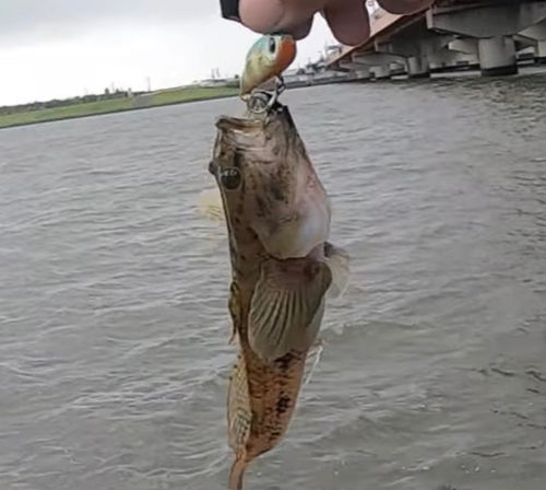 ウロハゼの釣果