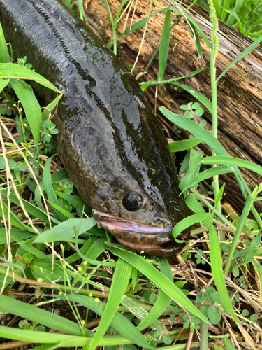 ライギョの釣果