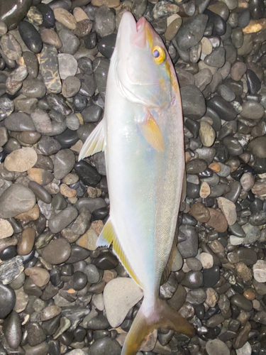 カンパチの釣果