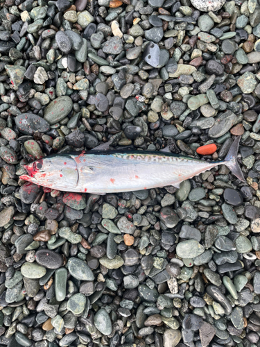 ソウダガツオの釣果