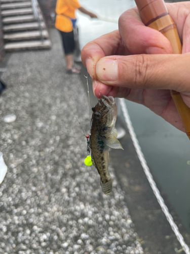 マハゼの釣果