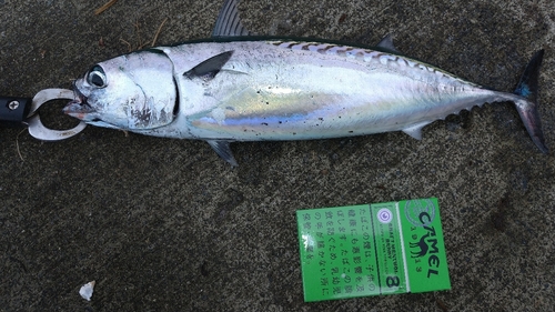 ソウダガツオの釣果