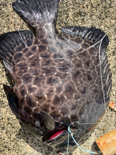 イシガキダイの釣果