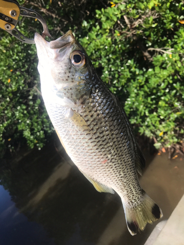 ジャングルパーチの釣果