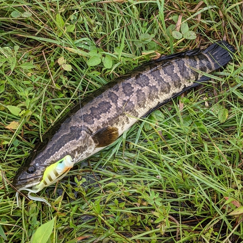 ライギョの釣果