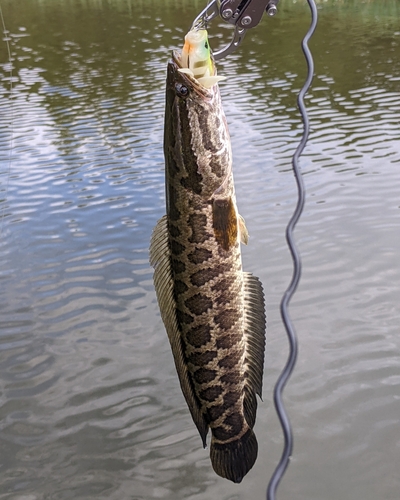 ライギョの釣果