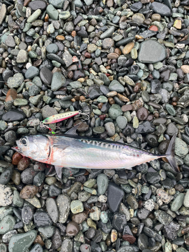 ソウダガツオの釣果