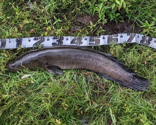 ライギョの釣果