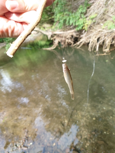 タカハヤの釣果