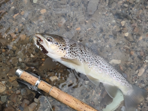 ブラウントラウトの釣果