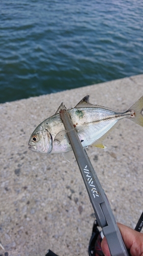 メッキの釣果