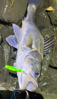 シーバスの釣果