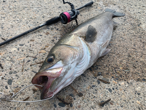 シーバスの釣果