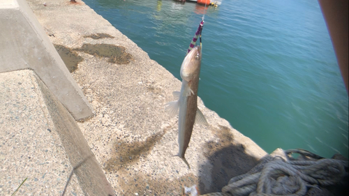 エソの釣果