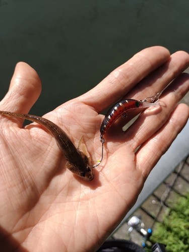 ハゼの釣果