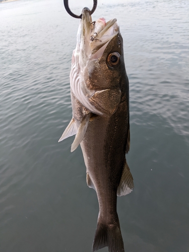 セイゴ（マルスズキ）の釣果