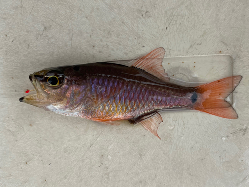 クロホシイシモチの釣果