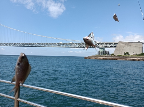 スズメダイの釣果