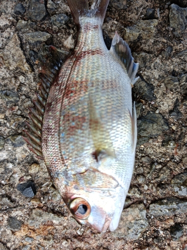 チャリコの釣果